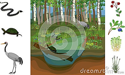 Ecosystem of swamp. Different swamp inhabitants: animals and plants Vector Illustration